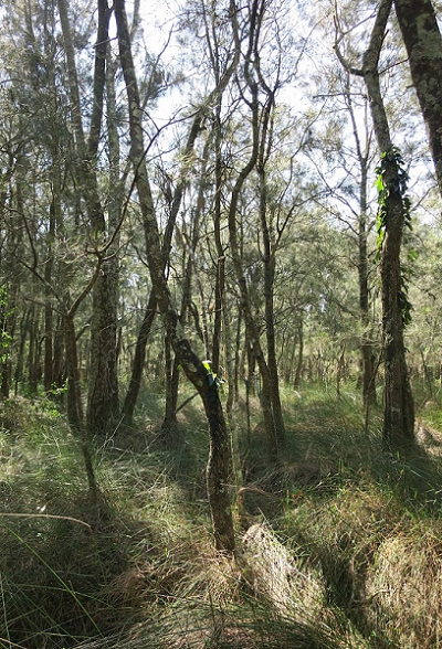 River flat eucalyptus forest