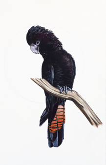 Glossy Black Cockatoo by Thomas Jackson