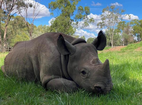 Black rhino from Taronga Western Plains Zoo 