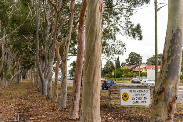 Remembrance Driveway - Plantations: Sydney to Lansdowne