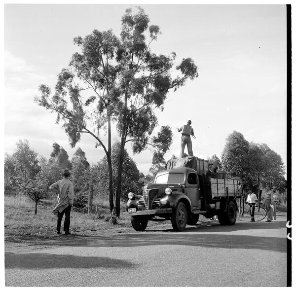 Mistletoe eradication at Penrith, 8 November 1949