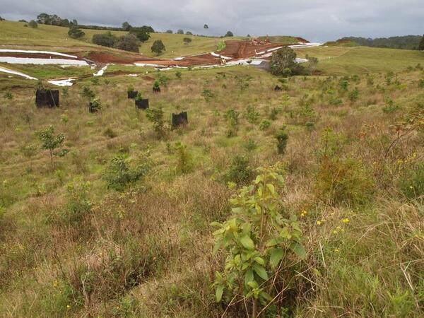 The landscape shows young native plants scattered across grassy terrain, with some protected by black shade cloth enclosures. In the background, earthworks and erosion control measures are visible on a hillside under cloudy sky. 