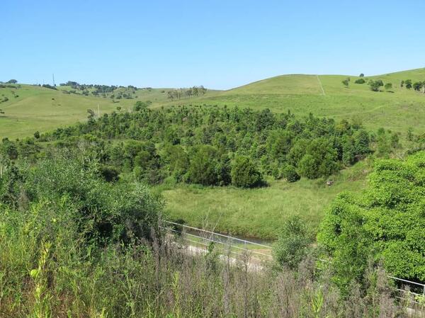 Wide landscape view showing young, regenerating forest growth across a valley surrounded by grassy hills. A narrow access road with a metal barrier runs along the bottom of the image, and green vegetation dominates the scene under a clear blue sky. 