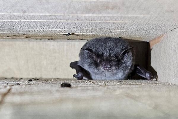 A close-up view of a bat tucked into a small gap beneath a wooden structure. The bat has a dark, fuzzy appearance and its eyes are visible as it peers out from its sheltered spot.