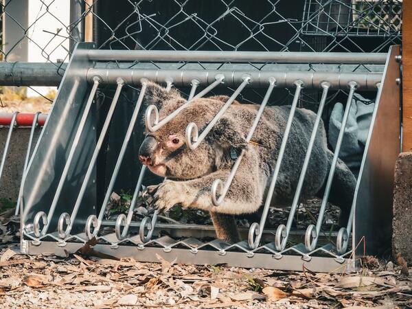 Koala using the Fauna Escape Hatch during a field trial in Queensland. (Credit: Endeavour Veterinary Ecology)