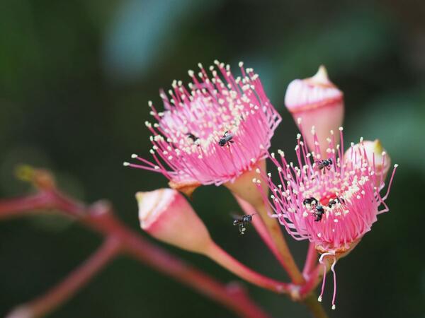 stingless bee in flight