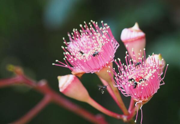stingless bee in flight